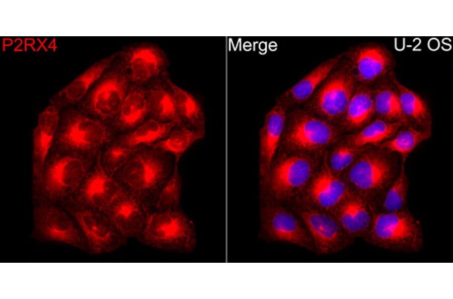 Immunofluorescence - Anti-P2X4 Antibody (A329701) - Antibodies.com