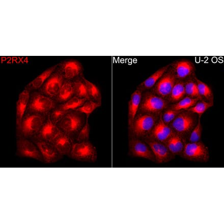 Immunofluorescence - Anti-P2X4 Antibody (A329701) - Antibodies.com