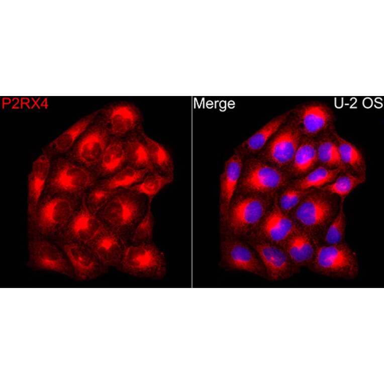 Immunofluorescence - Anti-P2X4 Antibody (A329701) - Antibodies.com