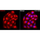 Immunofluorescence - Anti-P2X4 Antibody (A329701) - Antibodies.com