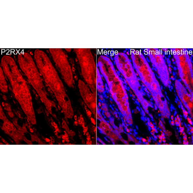 Immunofluorescence - Anti-P2X4 Antibody (A329701) - Antibodies.com