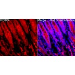 Immunofluorescence - Anti-P2X4 Antibody (A329701) - Antibodies.com