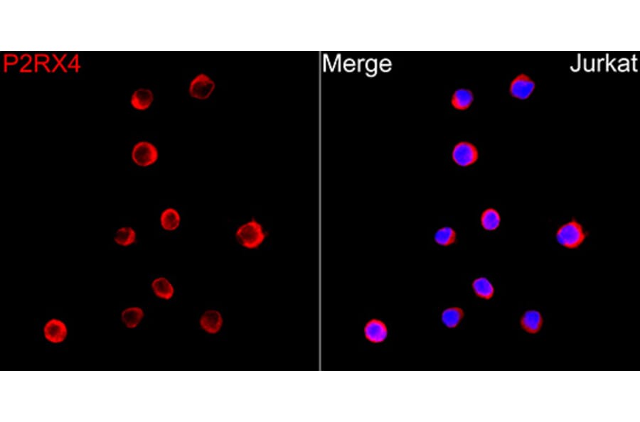 Immunofluorescence - Anti-P2X4 Antibody (A329701) - Antibodies.com