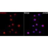 Immunofluorescence - Anti-P2X4 Antibody (A329701) - Antibodies.com