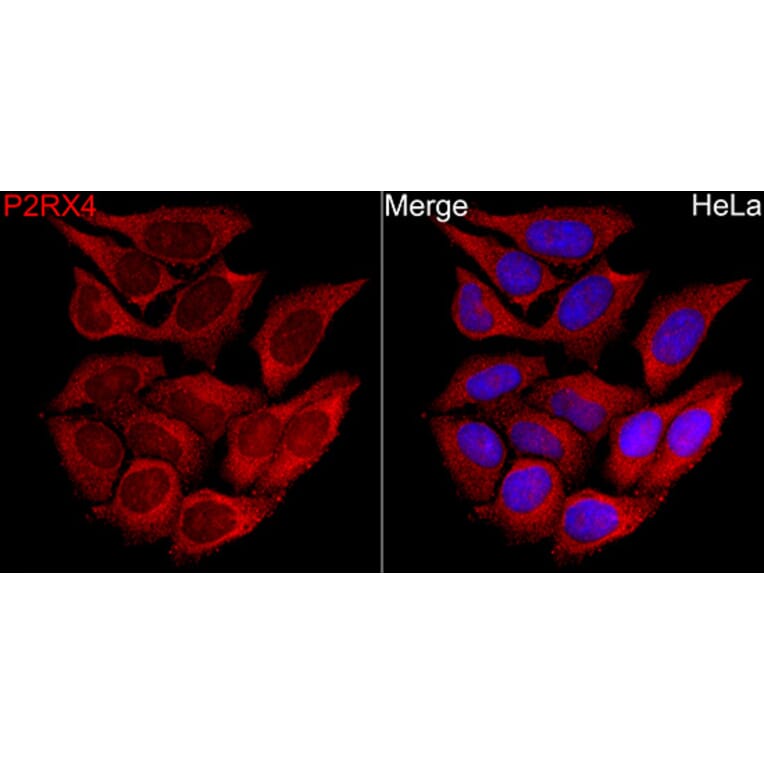 Immunofluorescence - Anti-P2X4 Antibody (A329701) - Antibodies.com