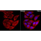 Immunofluorescence - Anti-P2X4 Antibody (A329701) - Antibodies.com