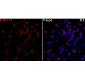 Immunofluorescence - Anti-P2Y11 Antibody (A329702) - Antibodies.com