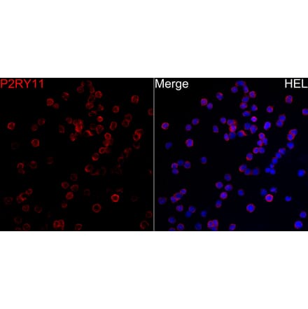 Immunofluorescence - Anti-P2Y11 Antibody (A329702) - Antibodies.com