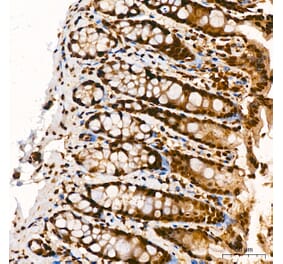 Immunohistochemistry - Anti-p300 Antibody (A329703) - Antibodies.com