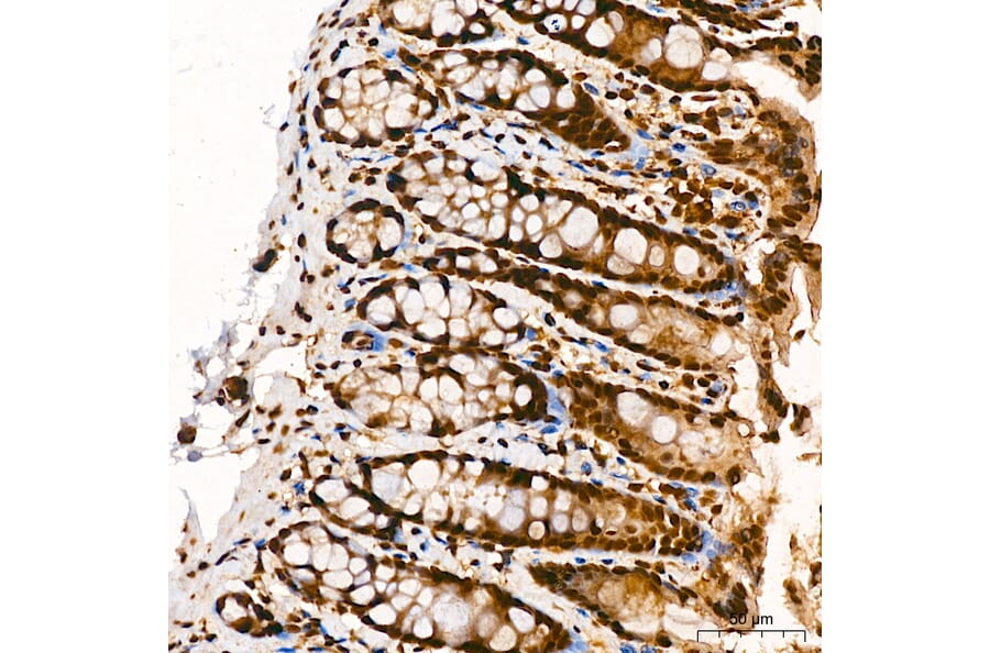 Immunohistochemistry - Anti-p300 Antibody (A329703) - Antibodies.com