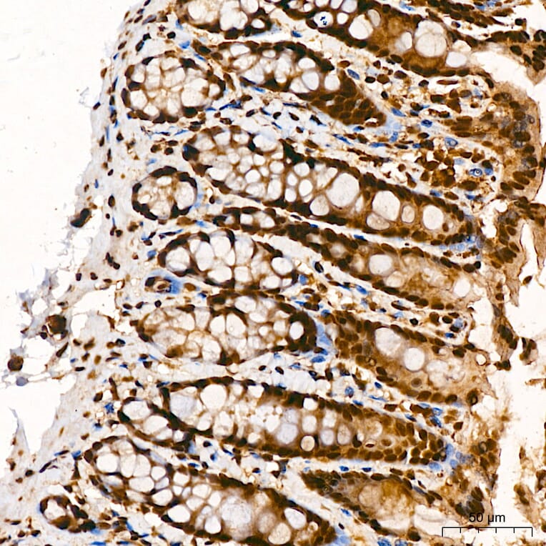 Immunohistochemistry - Anti-p300 Antibody (A329703) - Antibodies.com