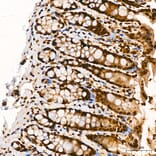 Immunohistochemistry - Anti-p300 Antibody (A329703) - Antibodies.com