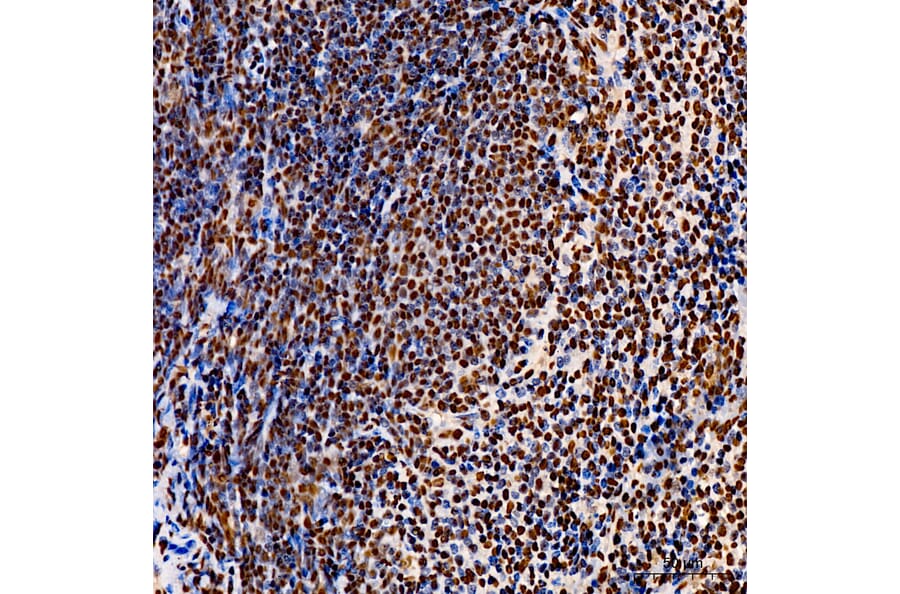 Immunohistochemistry - Anti-p300 Antibody (A329703) - Antibodies.com