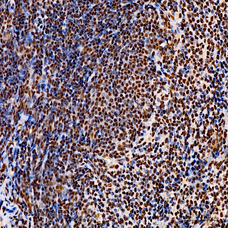 Immunohistochemistry - Anti-p300 Antibody (A329703) - Antibodies.com