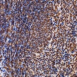 Immunohistochemistry - Anti-p300 Antibody (A329703) - Antibodies.com