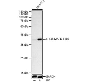 Western Blot - Anti-MAPK14 (Phospho T180) Antibody (A329704) - Antibodies.com