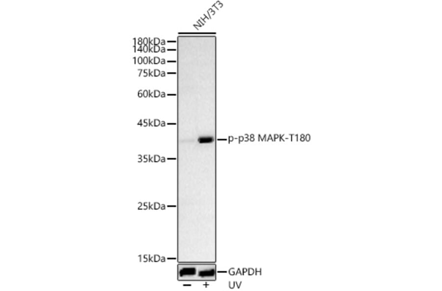 Western Blot - Anti-MAPK14 (Phospho T180) Antibody (A329704) - Antibodies.com