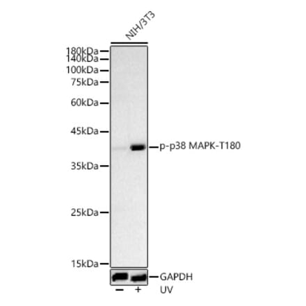 Western Blot - Anti-MAPK14 (Phospho T180) Antibody (A329704) - Antibodies.com