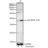 Western Blot - Anti-MAPK14 (Phospho T180) Antibody (A329704) - Antibodies.com