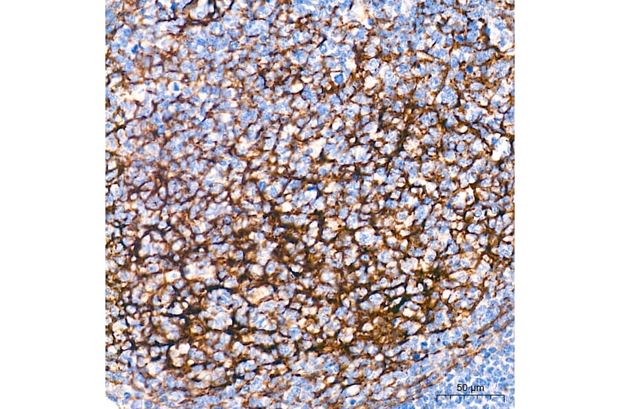 Immunohistochemistry - Anti-p75 NGF Receptor Antibody (A329705) - Antibodies.com
