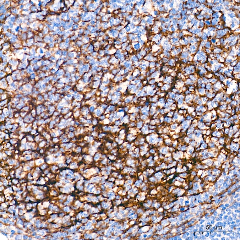 Immunohistochemistry - Anti-p75 NGF Receptor Antibody (A329705) - Antibodies.com