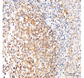 Immunohistochemistry - Anti-p75 NGF Receptor Antibody (A329706) - Antibodies.com