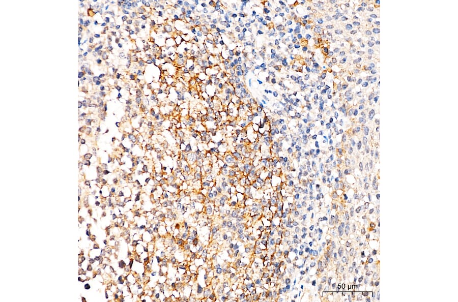 Immunohistochemistry - Anti-p75 NGF Receptor Antibody (A329706) - Antibodies.com