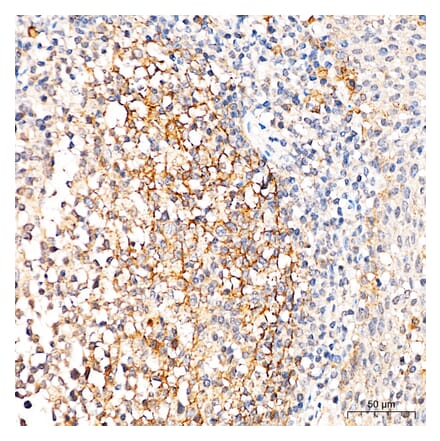 Immunohistochemistry - Anti-p75 NGF Receptor Antibody (A329706) - Antibodies.com