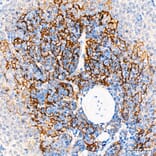 Immunohistochemistry - Anti-p75 NGF Receptor Antibody (A329706) - Antibodies.com