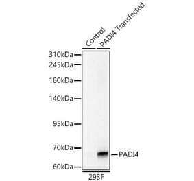 Western Blot - Anti-PADI4 Antibody (A329709) - Antibodies.com