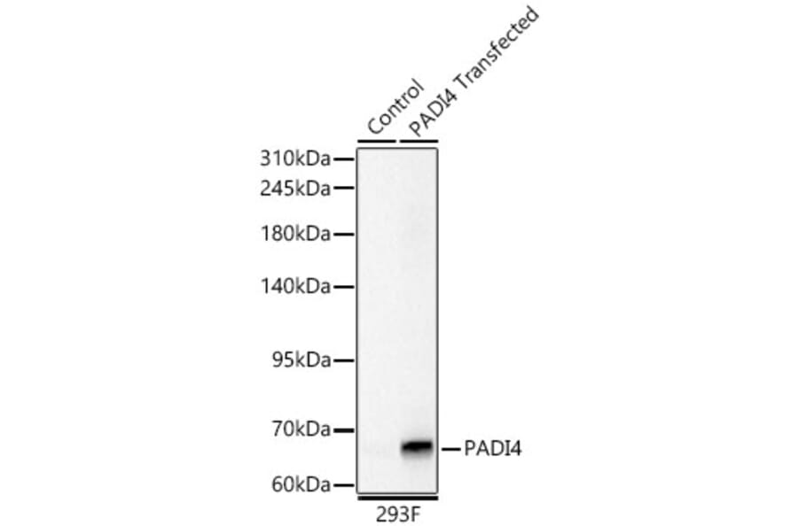 Western Blot - Anti-PADI4 Antibody (A329709) - Antibodies.com