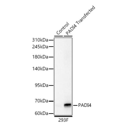 Western Blot - Anti-PADI4 Antibody (A329709) - Antibodies.com