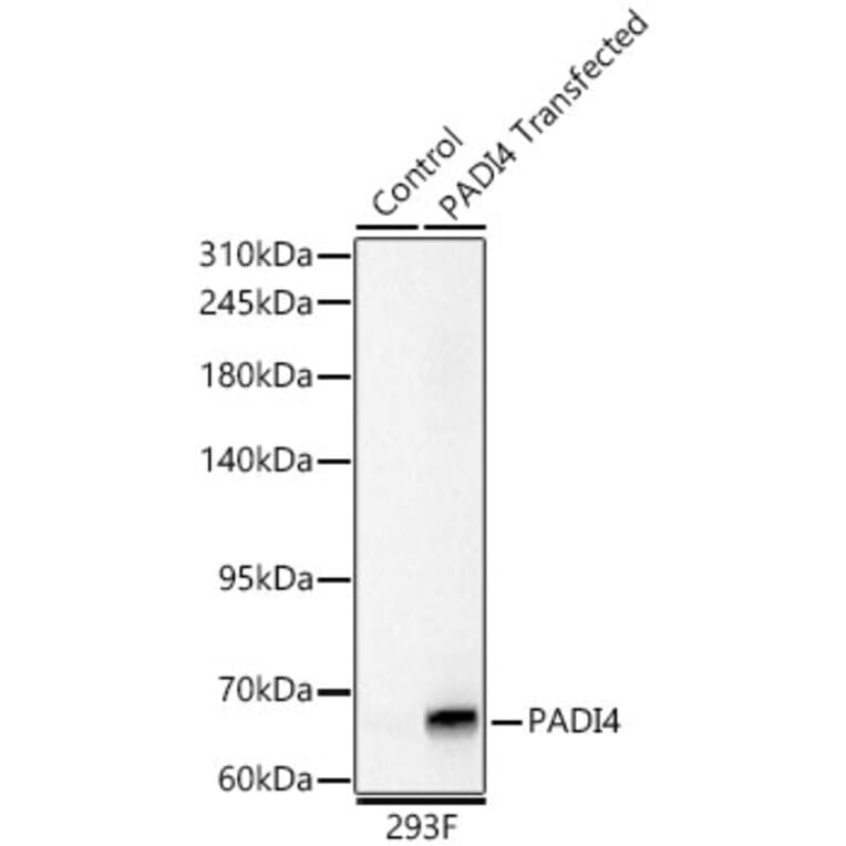 Western Blot - Anti-PADI4 Antibody (A329709) - Antibodies.com
