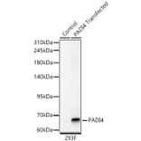 Western Blot - Anti-PADI4 Antibody (A329709) - Antibodies.com