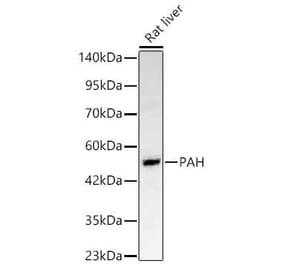Western Blot - Anti-PAH Antibody (A329710) - Antibodies.com