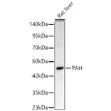 Western Blot - Anti-PAH Antibody (A329710) - Antibodies.com