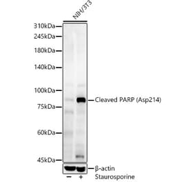 Western Blot - Anti-PARP Antibody (A329716) - Antibodies.com