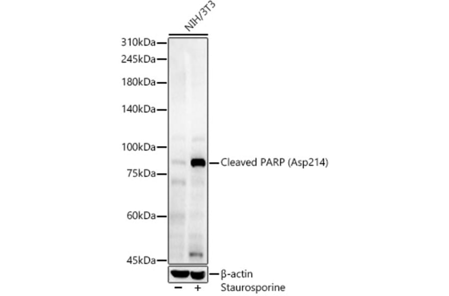 Western Blot - Anti-PARP Antibody (A329716) - Antibodies.com