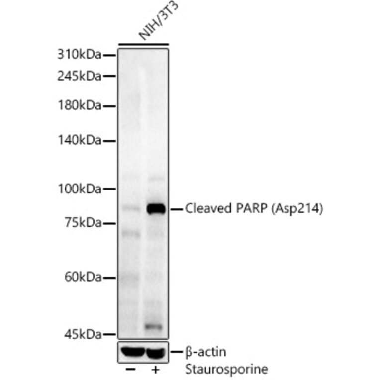 Western Blot - Anti-PARP Antibody (A329716) - Antibodies.com