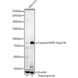 Western Blot - Anti-PARP Antibody (A329716) - Antibodies.com