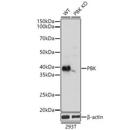 Western Blot - Anti-PBK Antibody (A329718) - Antibodies.com