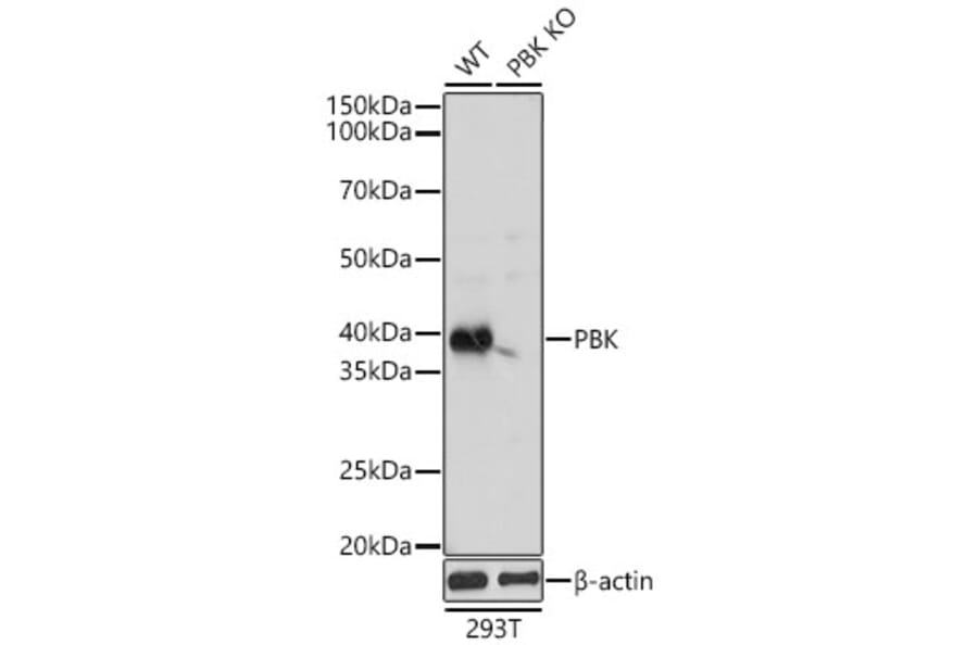 Western Blot - Anti-PBK Antibody (A329718) - Antibodies.com