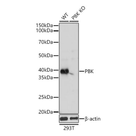 Western Blot - Anti-PBK Antibody (A329718) - Antibodies.com