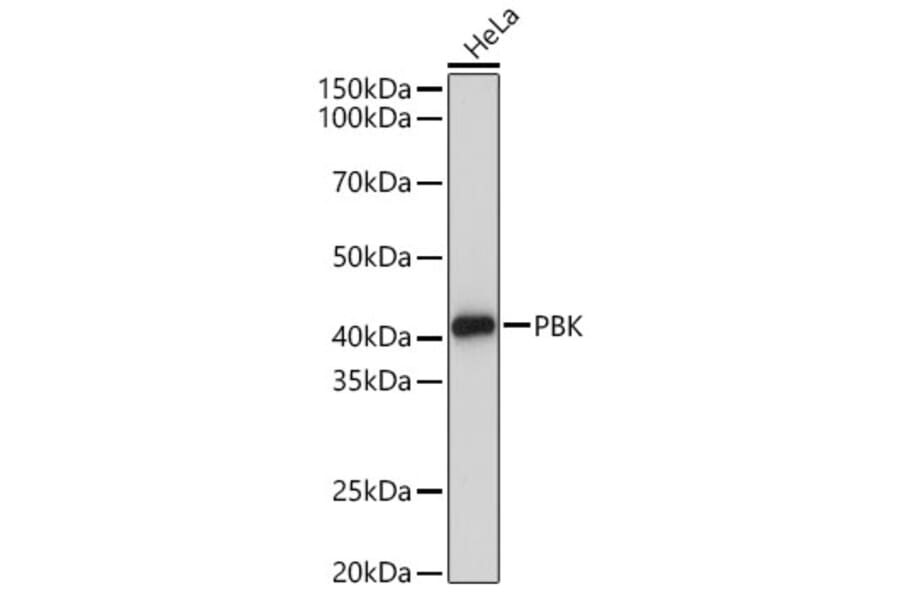 Western Blot - Anti-PBK Antibody (A329718) - Antibodies.com