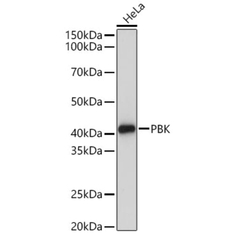Western Blot - Anti-PBK Antibody (A329718) - Antibodies.com