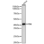 Western Blot - Anti-PBK Antibody (A329718) - Antibodies.com