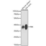 Western Blot - Anti-PBK Antibody (A329718) - Antibodies.com