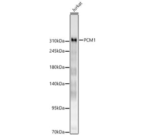 Western Blot - Anti-PCM1 Antibody (A329721) - Antibodies.com