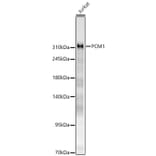 Western Blot - Anti-PCM1 Antibody (A329721) - Antibodies.com