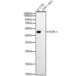 Western Blot - Anti-PCOLCE Antibody [ARC63882] (A329722) - Antibodies.com